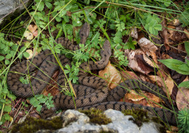 Asp Viper, Reptile, Wildlife, Switzerland