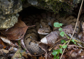 Asp Viper, Reptile, Wildlife, Switzerland