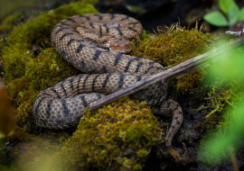 Asp Viper, Reptile, Wildlife, Switzerland