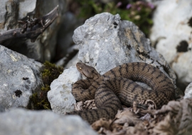 Asp Viper, Reptile, Wildlife, Switzerland