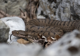 Asp Viper, Reptile, Wildlife, Switzerland