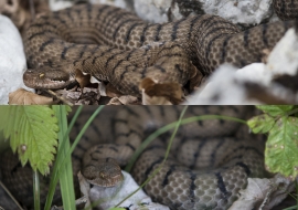 Asp Viper, Reptile, Wildlife, Switzerland