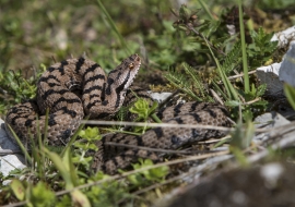 Asp Viper, Reptile, Wildlife, Switzerland