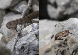 Asp Viper, Reptile, Wildlife, Switzerland