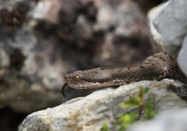 Asp Viper, Reptile, Wildlife, Switzerland