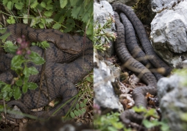 Asp Viper, Reptile, Wildlife, Switzerland