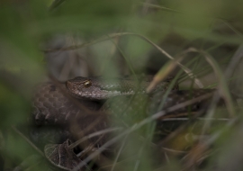 Asp Viper, Reptile, Wildlife, Switzerland