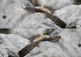 Asp Viper, Reptile, Wildlife, Switzerland