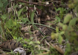 Asp Viper, Reptile, Wildlife, Switzerland