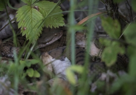 Asp Viper, Reptile, Wildlife, Switzerland