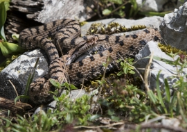 Asp Viper, Reptile, Wildlife, Switzerland