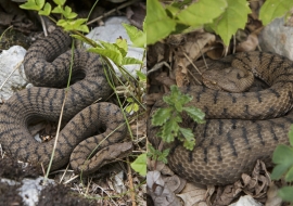 Asp Viper, Reptile, Wildlife, Switzerland