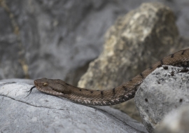 Asp Viper, Reptile, Wildlife, Switzerland