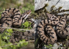 Asp Viper, Reptile, Wildlife, Switzerland