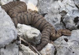 Asp Viper, Reptile, Wildlife, Switzerland