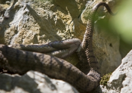 Asp Viper, Reptile, Wildlife, Switzerland