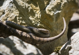 Asp Viper, Reptile, Wildlife, Switzerland