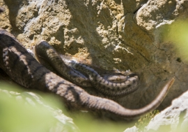 Asp Viper, Reptile, Wildlife, Switzerland