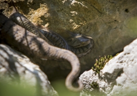 Asp Viper, Reptile, Wildlife, Switzerland