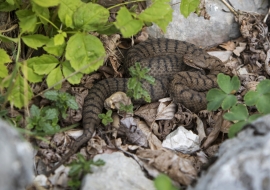 Asp Viper, Reptile, Wildlife, Switzerland