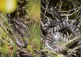 Asp Viper, Reptile, Wildlife, Switzerland