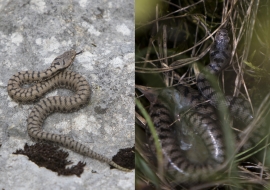 Asp Viper, Reptile, Wildlife, Switzerland