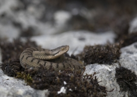 Asp Viper, Reptile, Wildlife, Switzerland