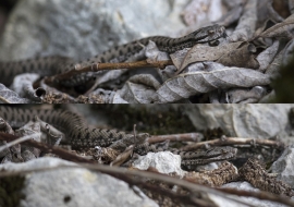 Asp Viper, Reptile, Wildlife, Switzerland