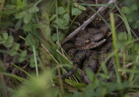 Asp Viper, Reptile, Wildlife, Switzerland