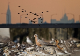 Jamaica Bay NYC