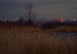 Jamaica Bay NYC