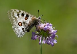 Lepidoptere, Butterfly, Insects, Switzerland