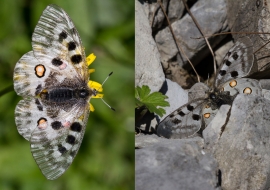 Lepidoptere, Butterfly, Insects, Switzerland