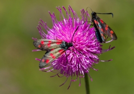 Lepidoptere, Butterfly, Insects, Switzerland