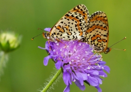 Lepidoptere, Butterfly, Insects, Switzerland