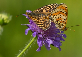 Lepidoptere, Butterfly, Insects, Switzerland