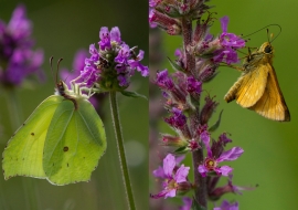 Lepidoptere, Butterfly, Insects, Switzerland