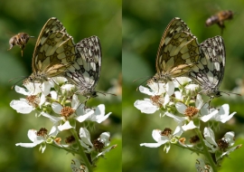 Lepidoptere, Butterfly, Insects, Switzerland