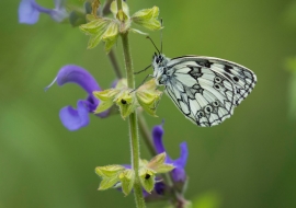 Lepidoptere, Butterfly, Insects, Switzerland