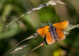 Lepidoptere, Butterfly, Insects, Switzerland