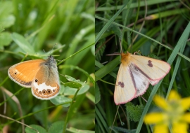 Lepidoptere, Butterfly, Insects, Switzerland