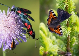 Lepidoptere, Butterfly, Insects, Switzerland