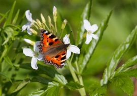 Lepidoptere, Butterfly, Insects, Switzerland