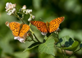 Lepidoptere, Butterfly, Insects, Switzerland