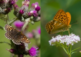 Lepidoptere, Butterfly, Insects, Switzerland