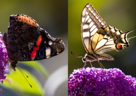 Lepidoptere, Butterfly, Insects, Switzerland