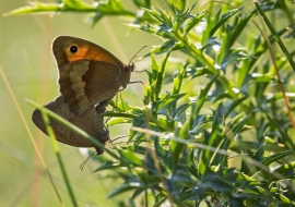 Lepidoptere, Butterfly, Insects, Switzerland