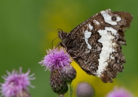 Lepidoptere, Butterfly, Insects, Switzerland