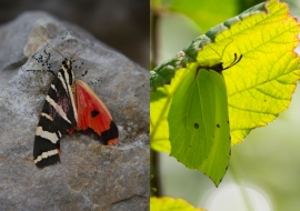 Lepidoptere, Butterfly, Insects, Switzerland