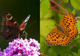 Lepidoptere, Butterfly, Insects, Switzerland